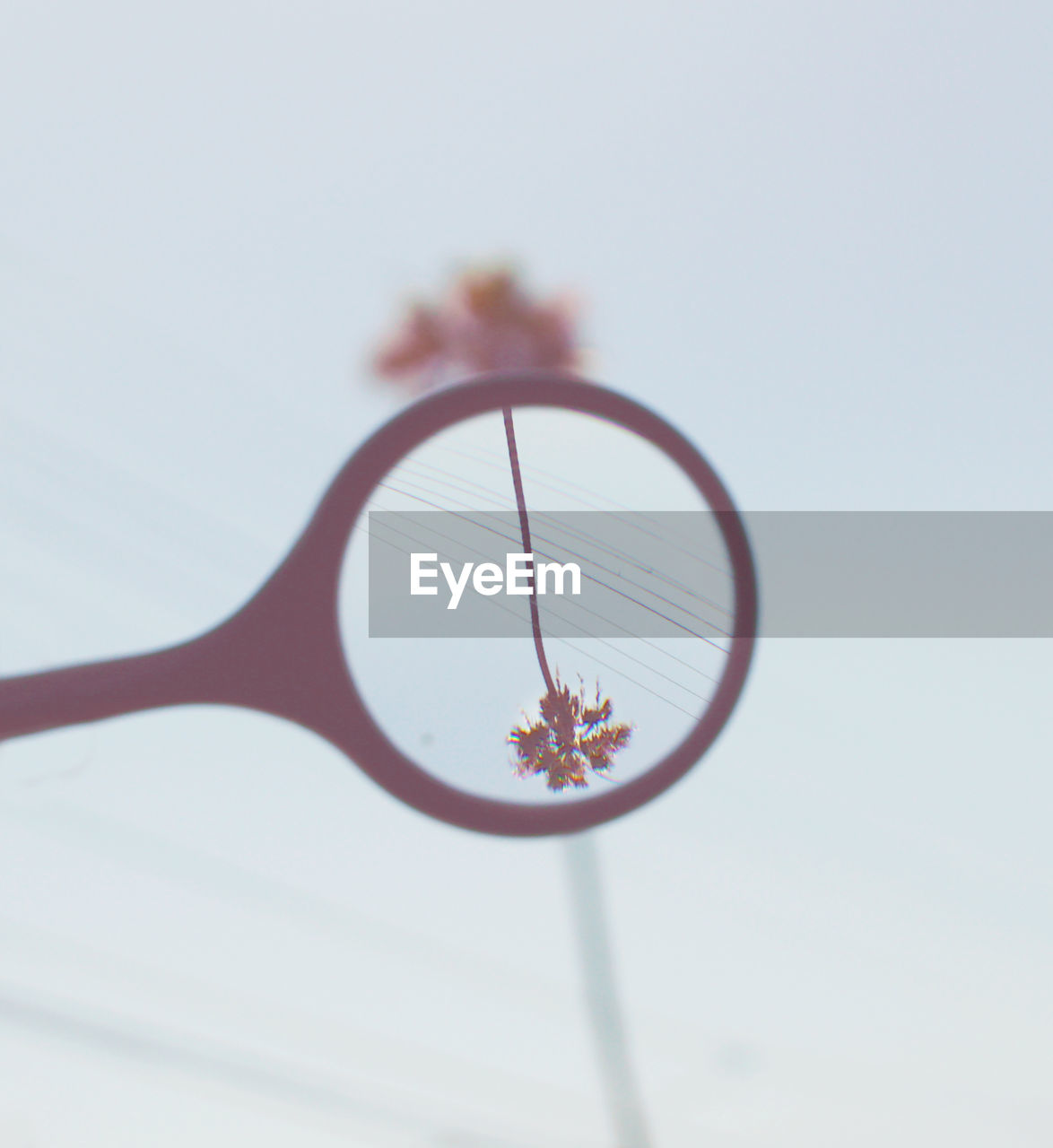 Digital composite image of upside down palm tree seen through magnifying glass