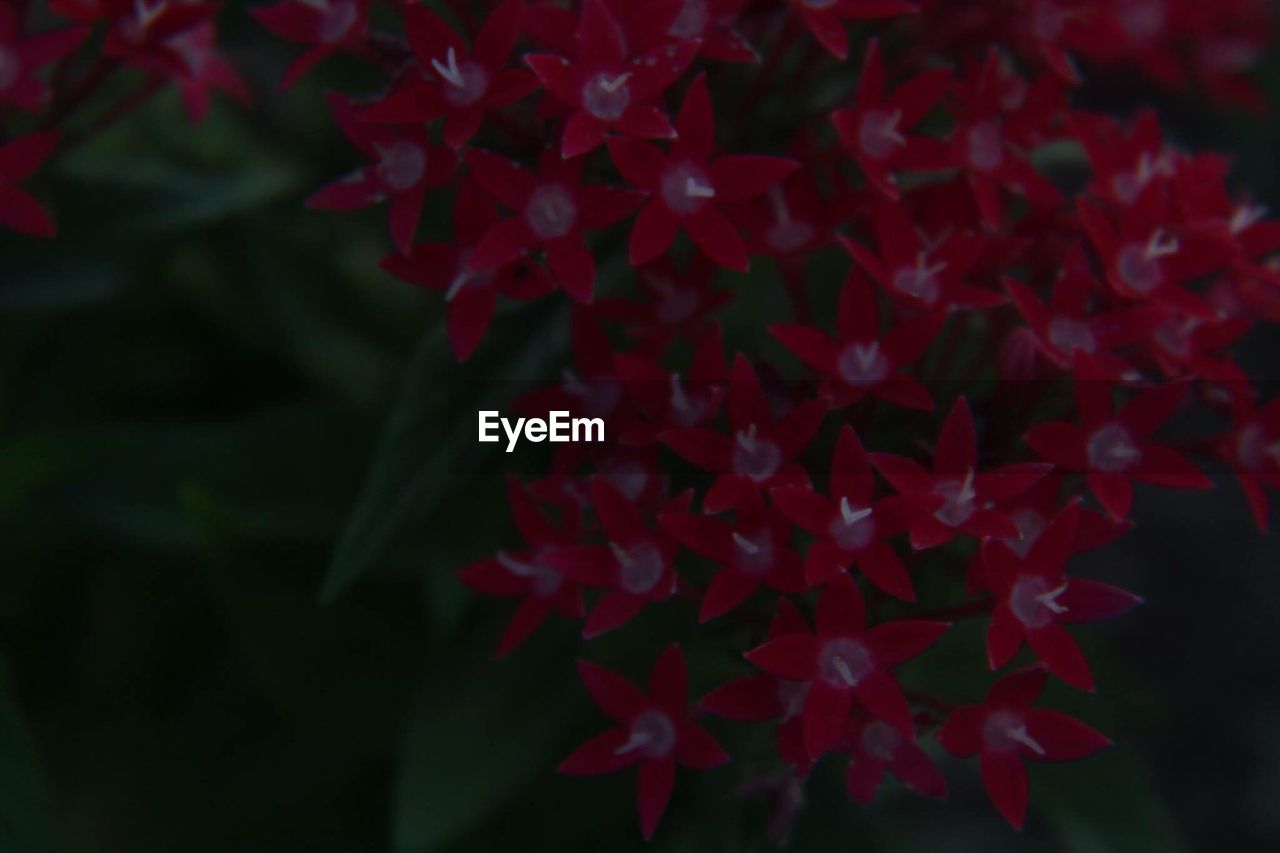 CLOSE-UP OF RED FLOWERS BLOOMING