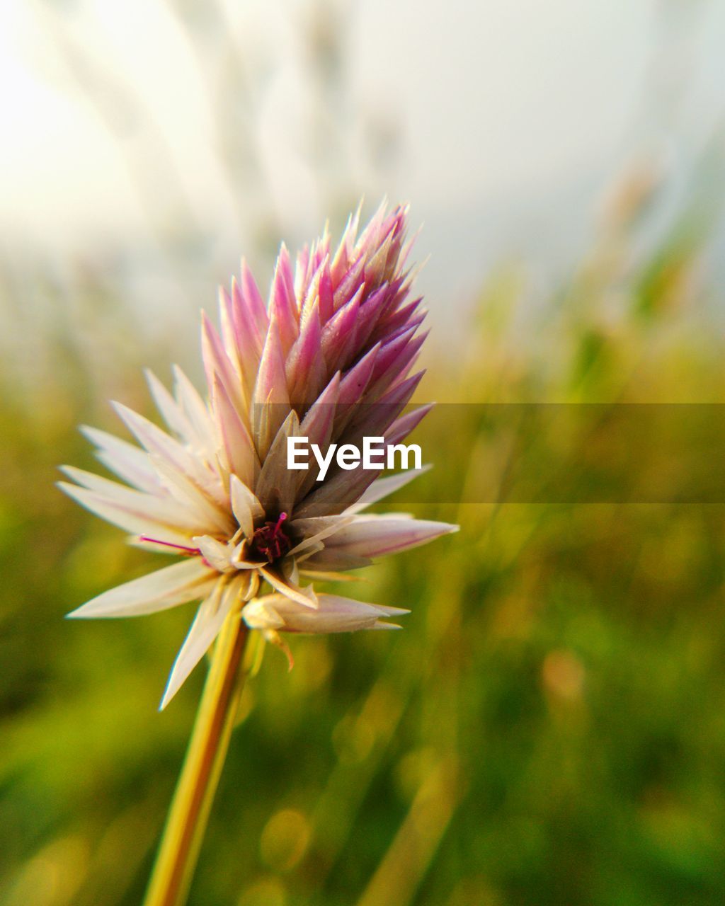 Close-up of pink flower growing on field