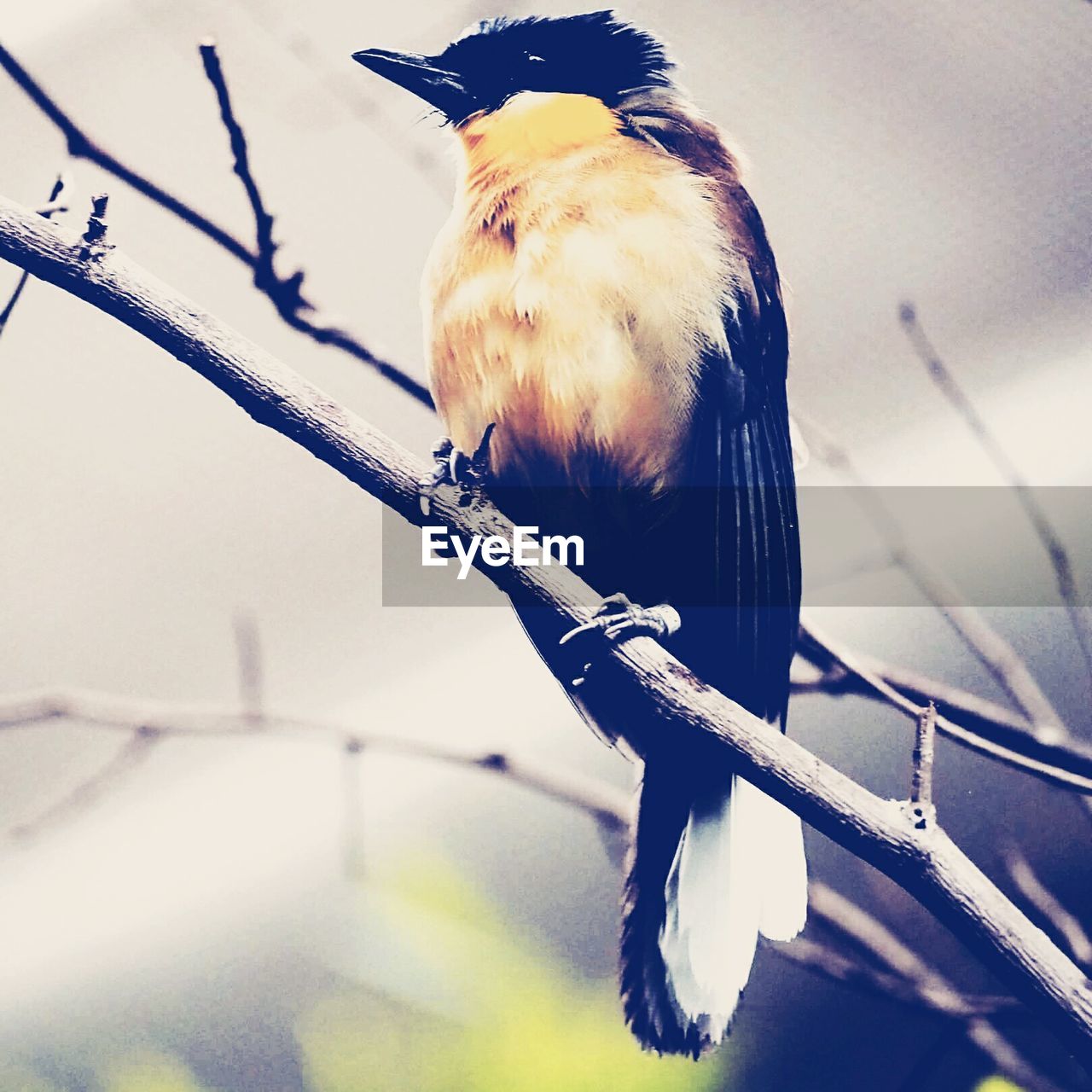 Low angle view of bird perched on stem