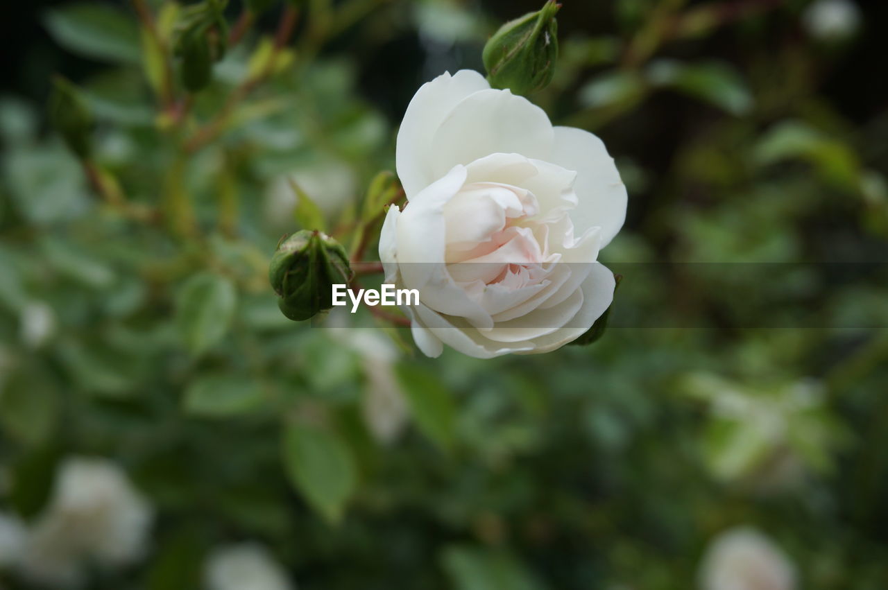 CLOSE-UP OF WHITE ROSES