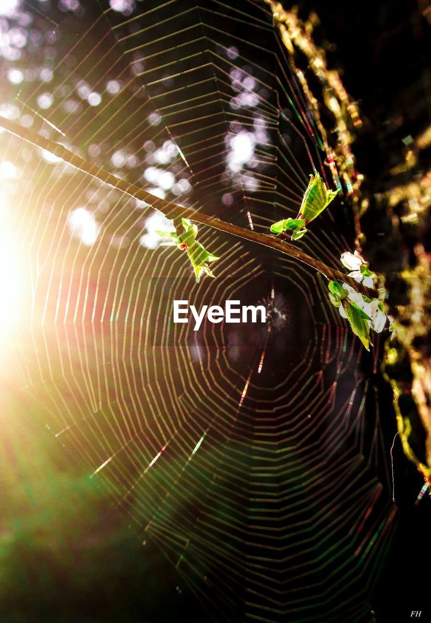 CLOSE-UP OF SPIDER WEB ON TREE