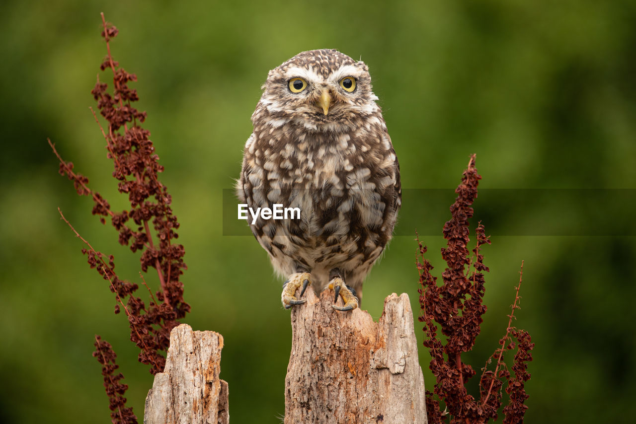 Little owl perched on wood