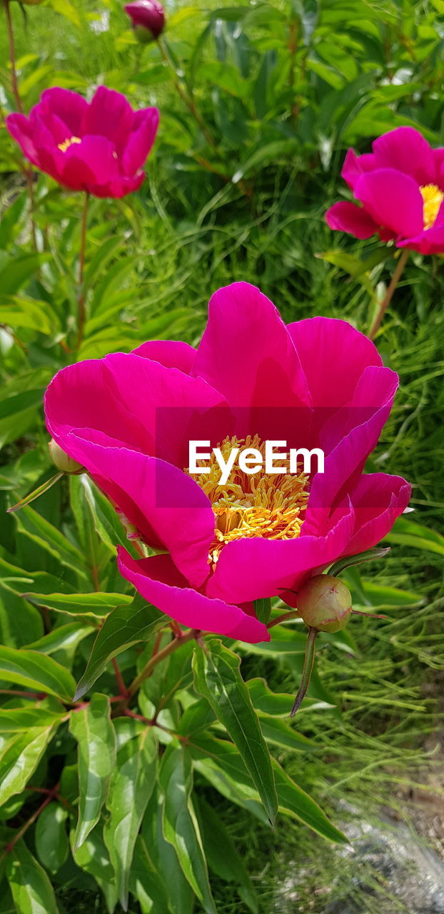 HIGH ANGLE VIEW OF PINK FLOWER ON FIELD