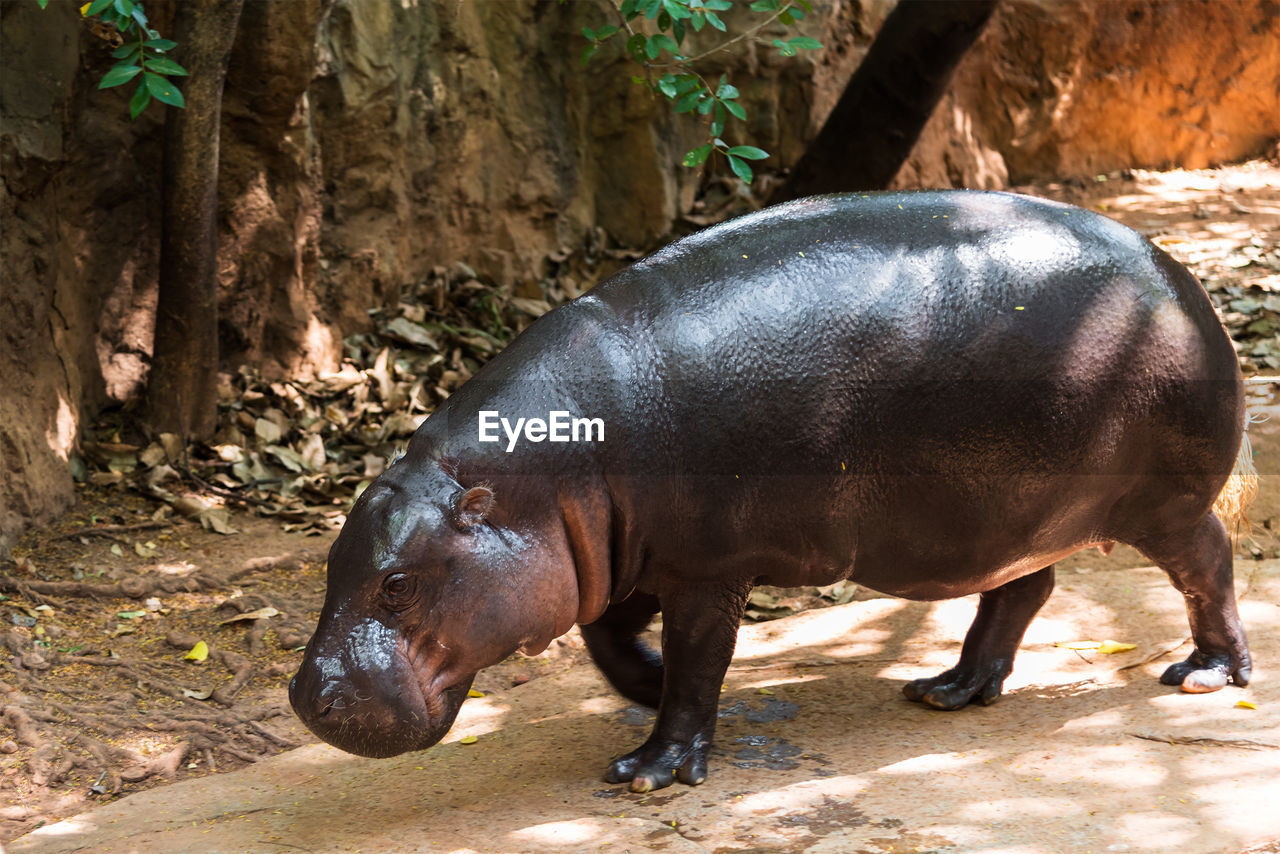 Side view of hippopotamus walking on field