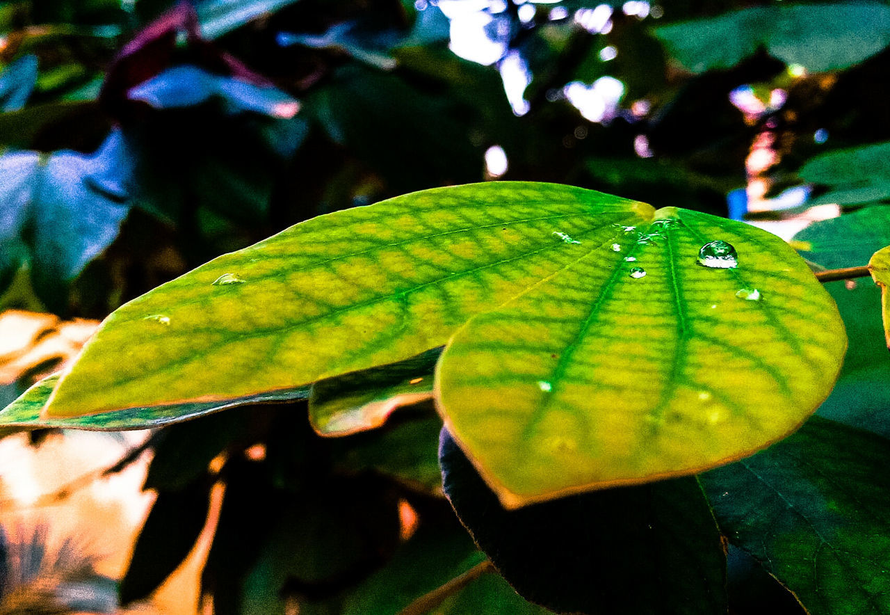 CLOSE-UP OF LEAVES ON LEAF