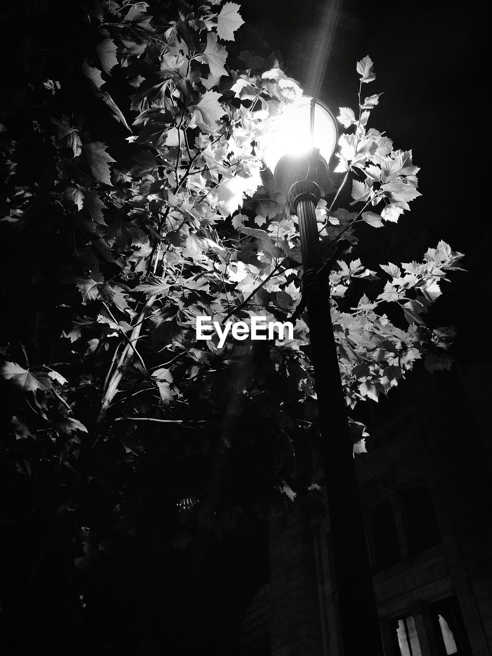 Low angle view of illuminated street light by plants at night