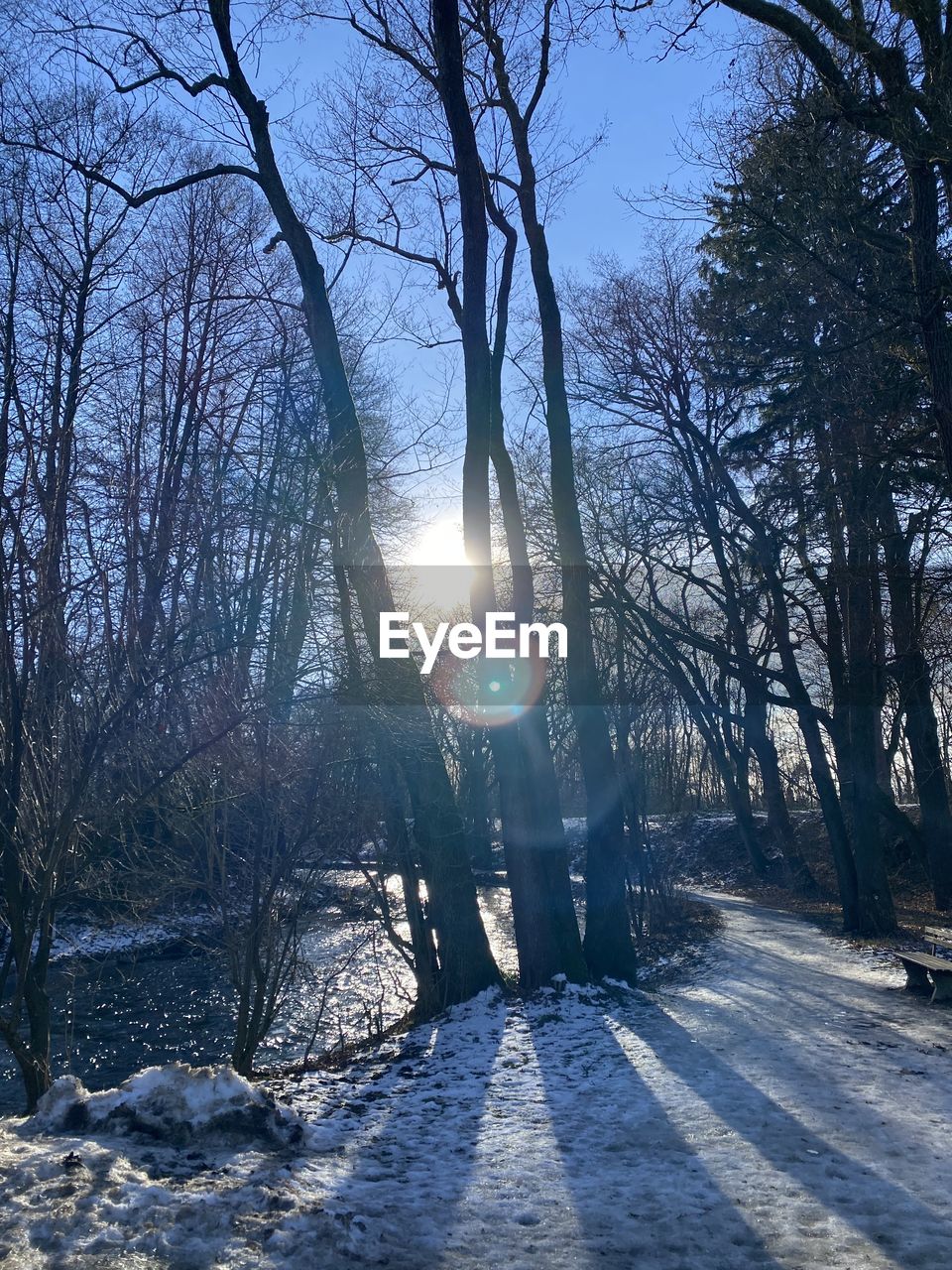 BARE TREES ON SNOW COVERED LAND AGAINST BRIGHT SUN DURING WINTER