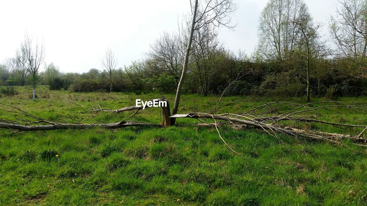 VIEW OF GRASSY FIELD