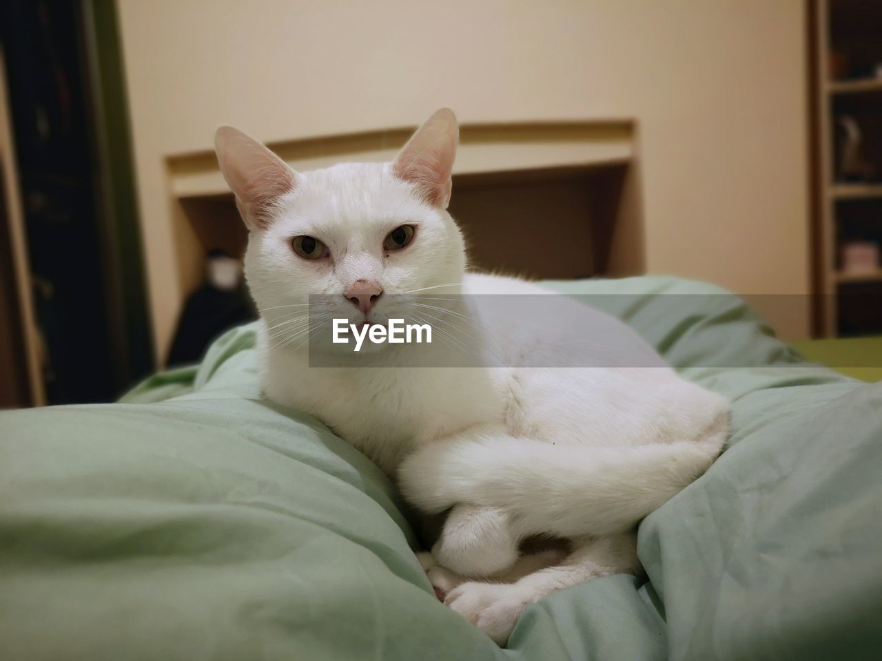 CLOSE-UP PORTRAIT OF A CAT