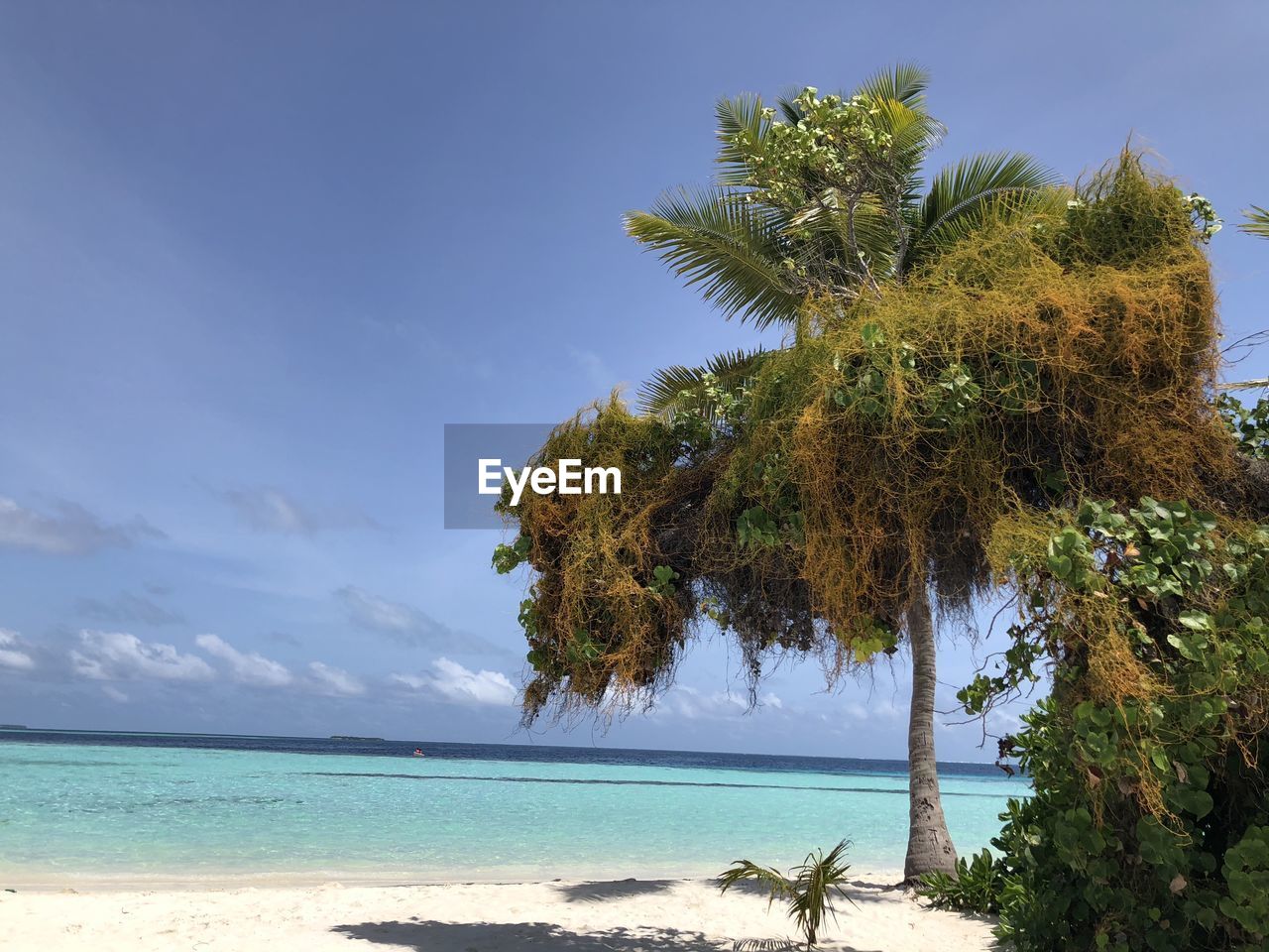 COCONUT PALM TREE ON BEACH AGAINST SKY