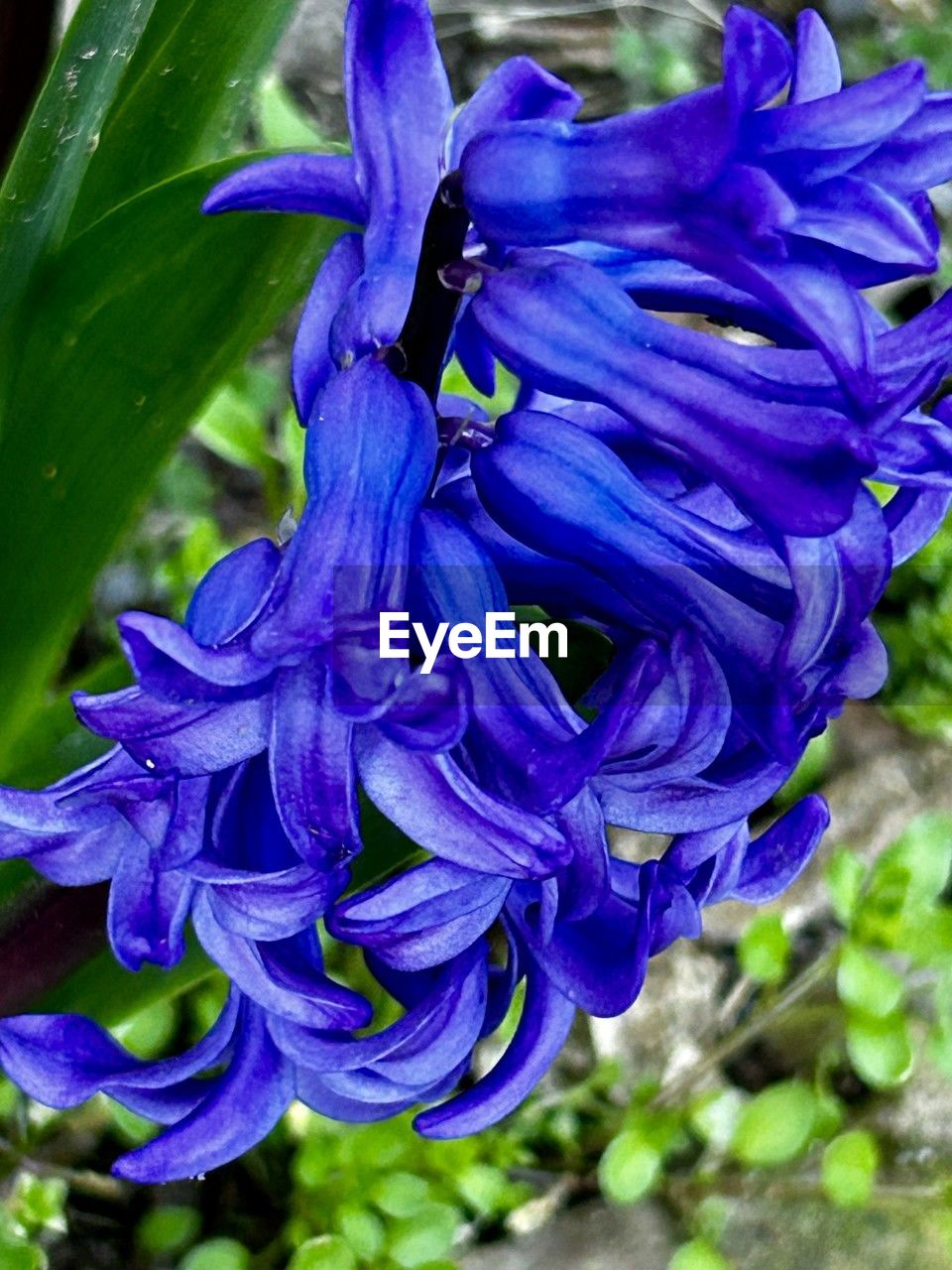 flower, plant, flowering plant, purple, beauty in nature, close-up, growth, freshness, fragility, petal, nature, inflorescence, flower head, blue, no people, day, plant part, botany, focus on foreground, outdoors, iris, leaf, water, springtime, blossom