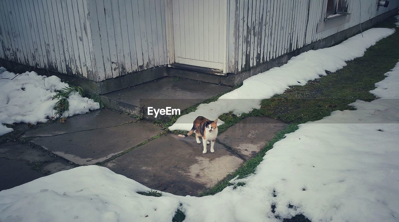 HIGH ANGLE VIEW OF DOG STANDING ON GROUND