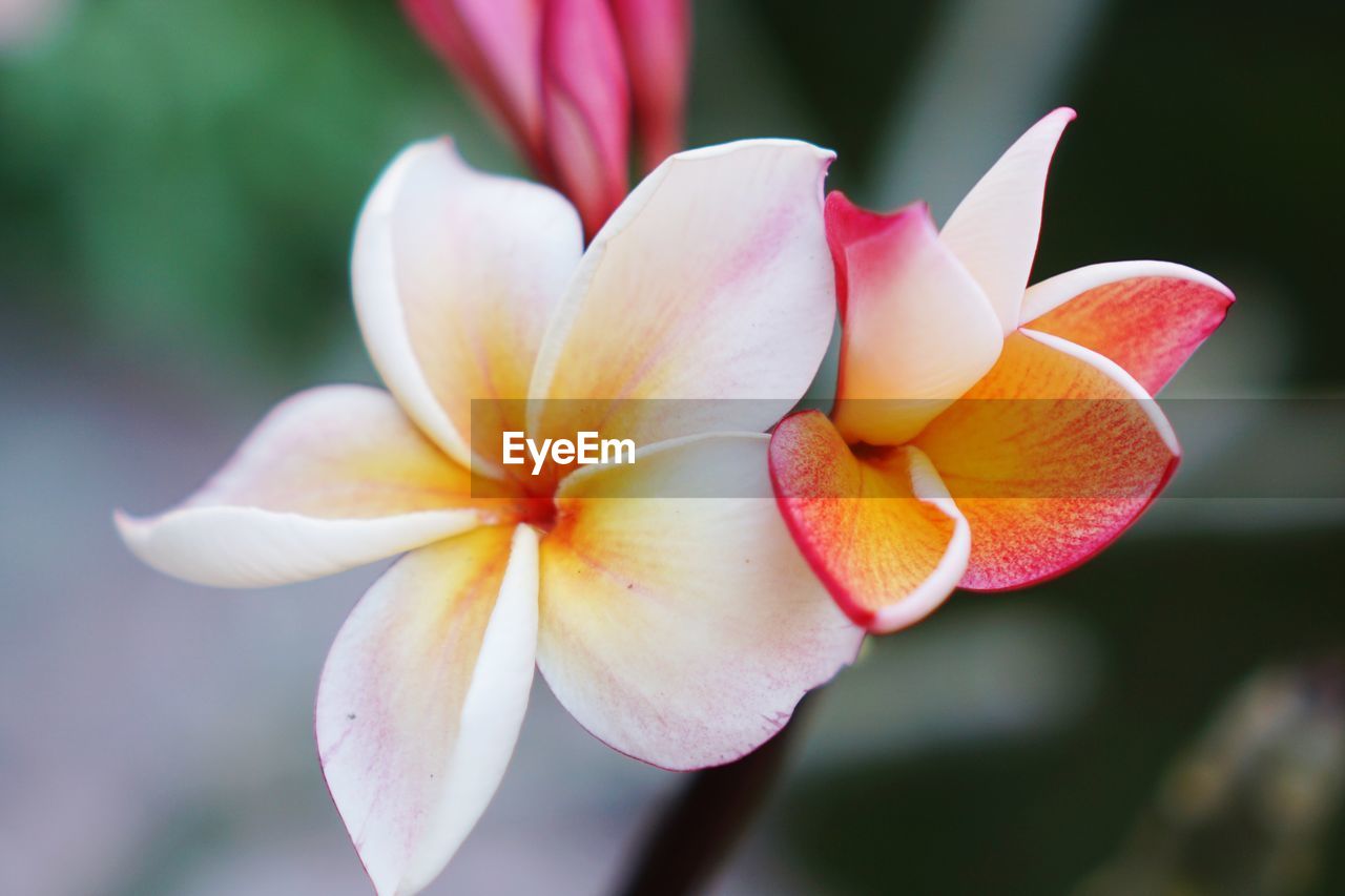 Close-up of white frangipani flowers