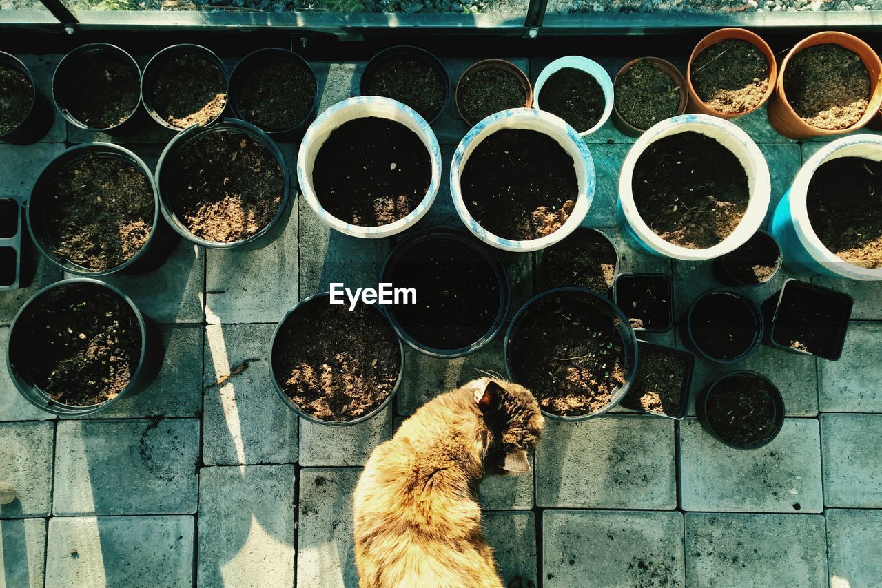 Directly above shot of cat with flower pots