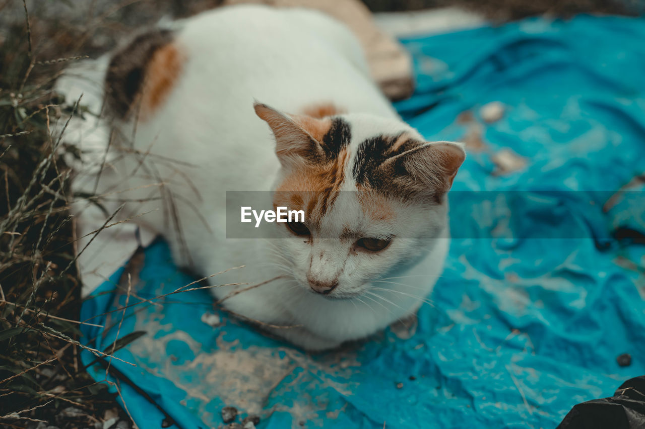 High angle view of cat resting on bed