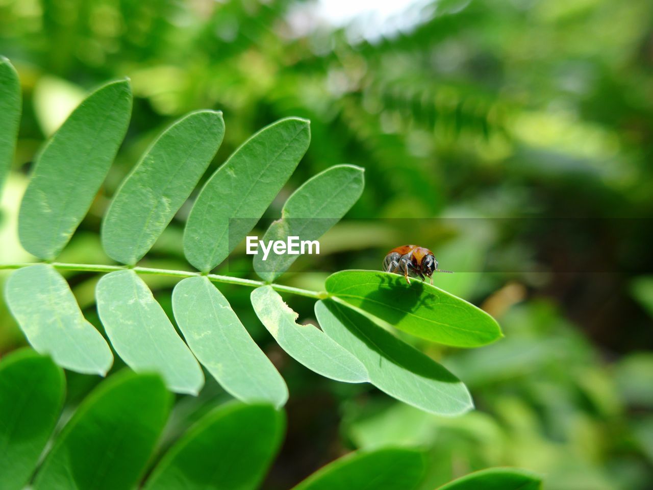 LADYBUG ON LEAF