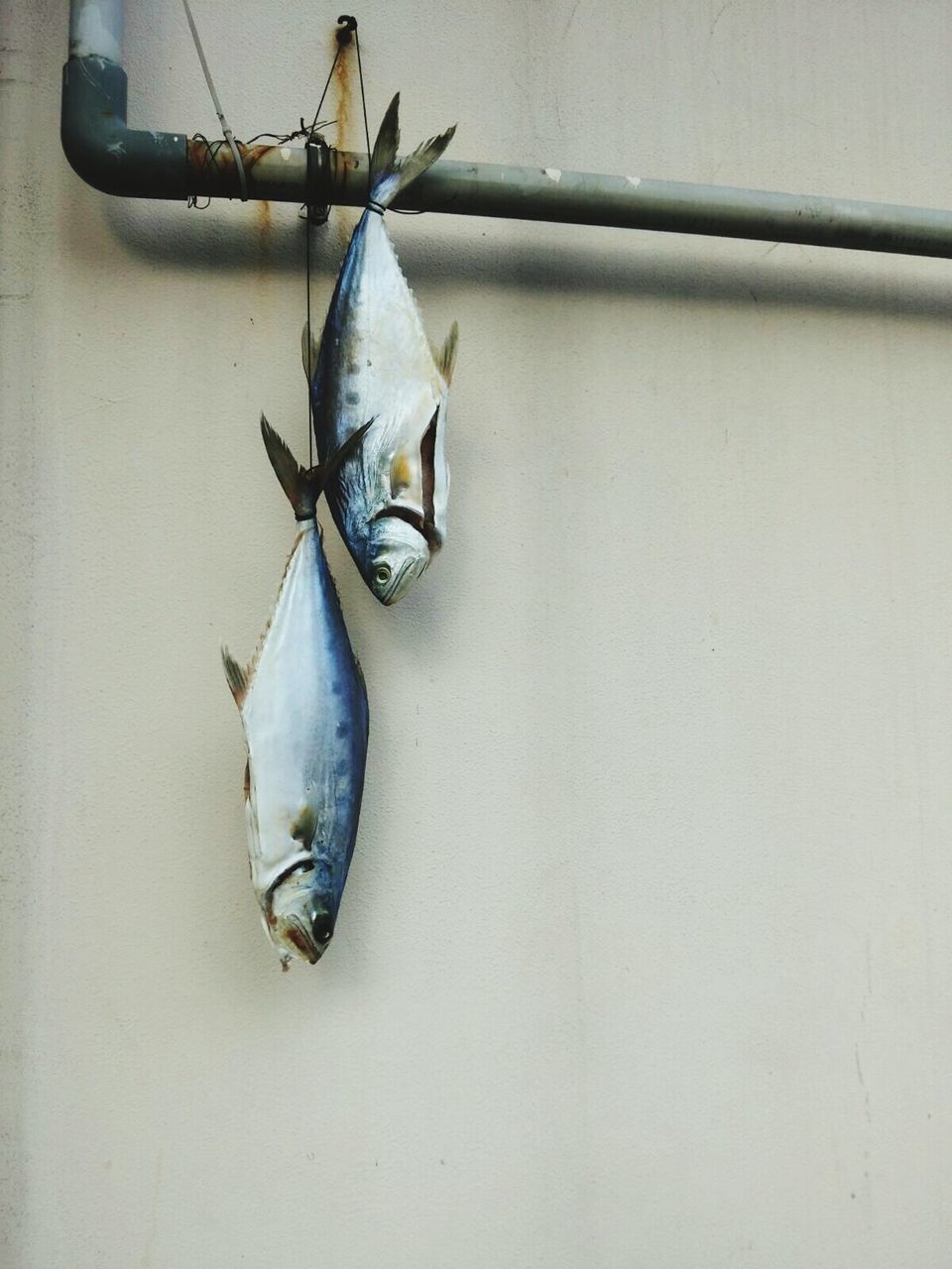 CLOSE-UP OF DEAD FISH HANGING ON WHITE BACKGROUND