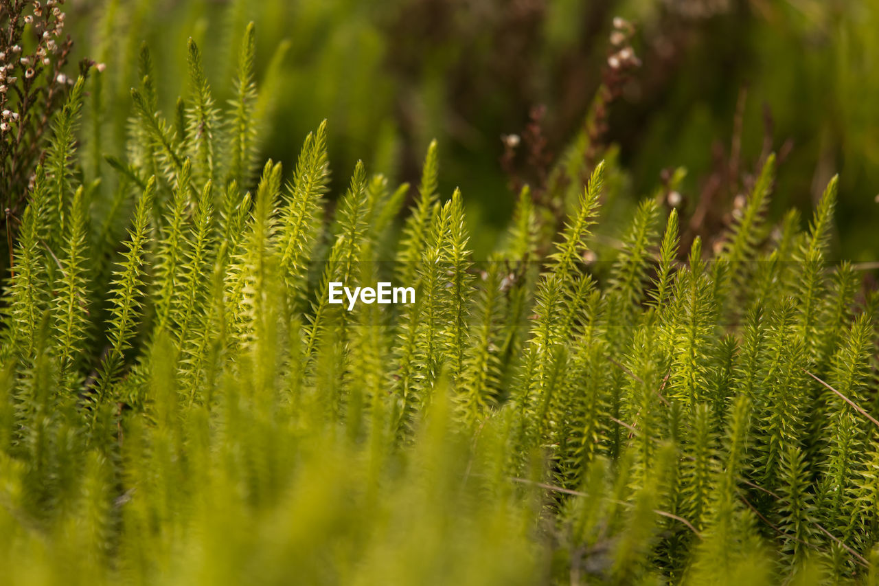 Close-up of fern growing on field