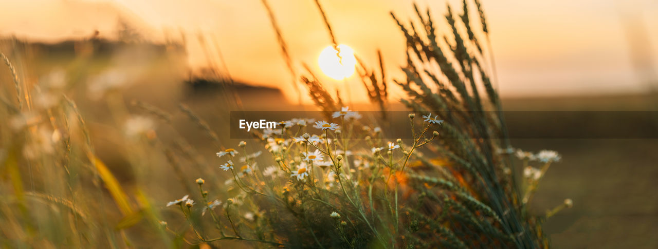 Close-up of flowering plant during sunset