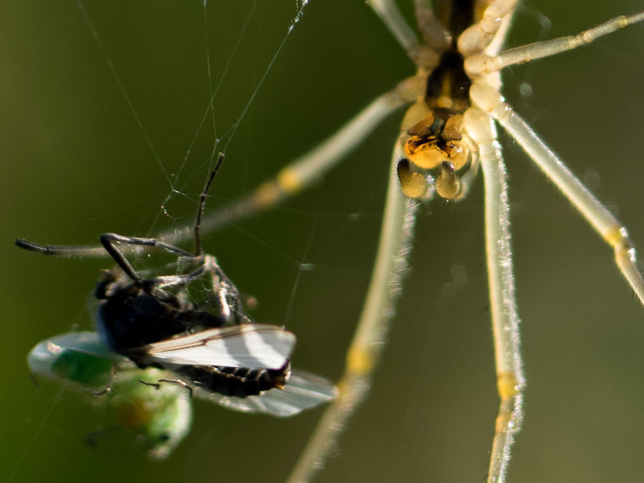 Close-up of spider with prey