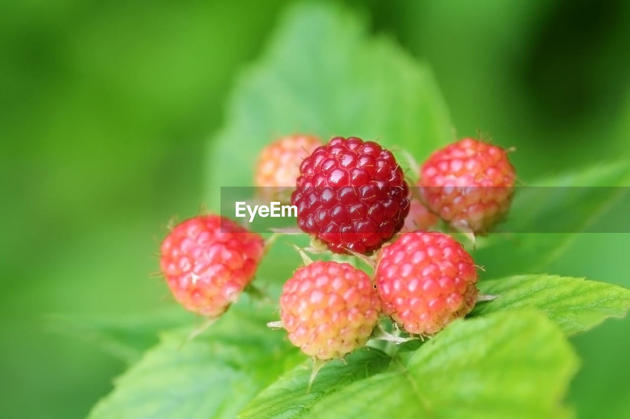 Close-up of blackberry fruit growing