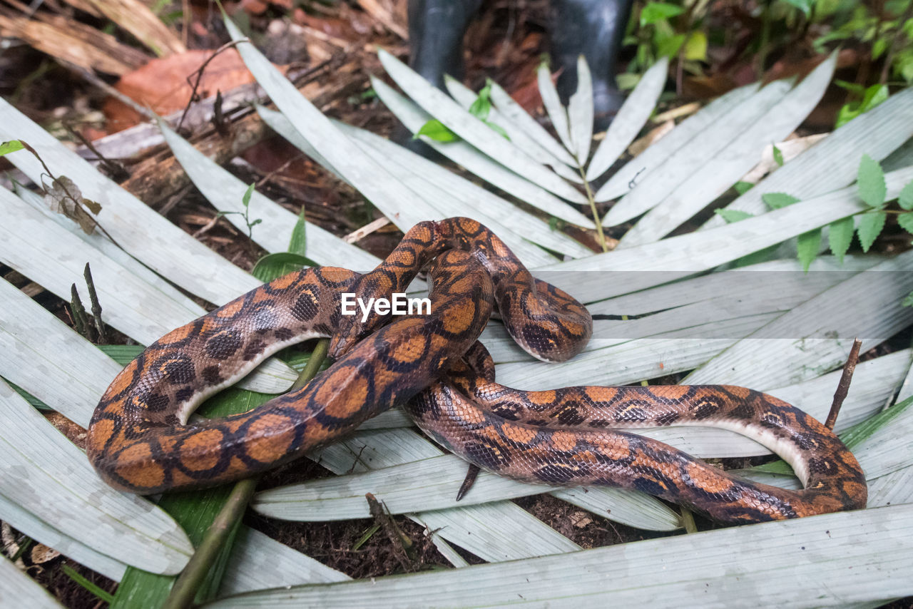 wood, nature, animal, no people, high angle view, animal themes, plant, day, reptile, boa constrictor, outdoors, leaf, animal wildlife, plant part, food, tree, food and drink, close-up