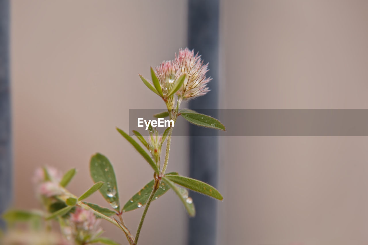 CLOSE-UP OF PLANT AGAINST WHITE WALL