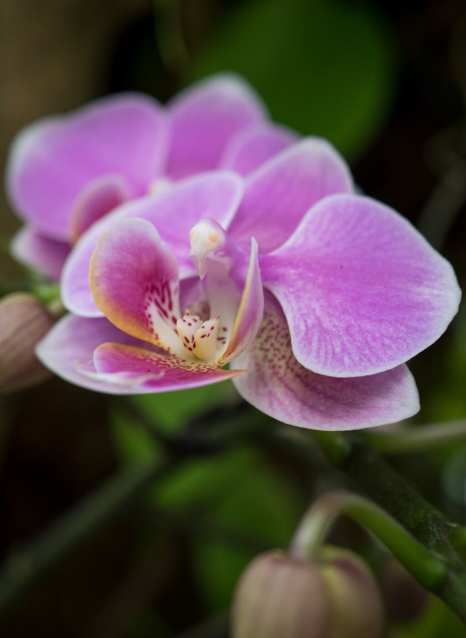 Close-up of pink flower blooming outdoors