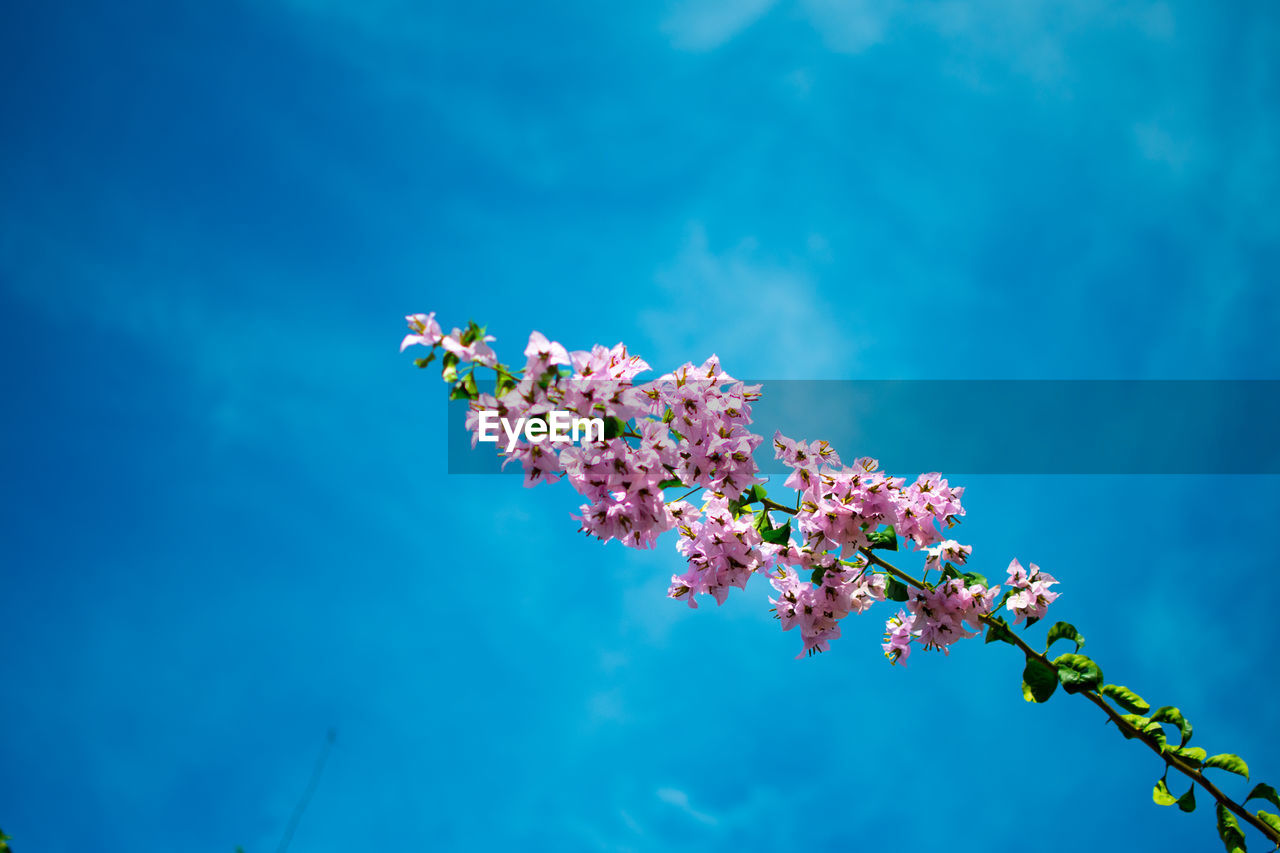 Low angle view of flowers against blue sky