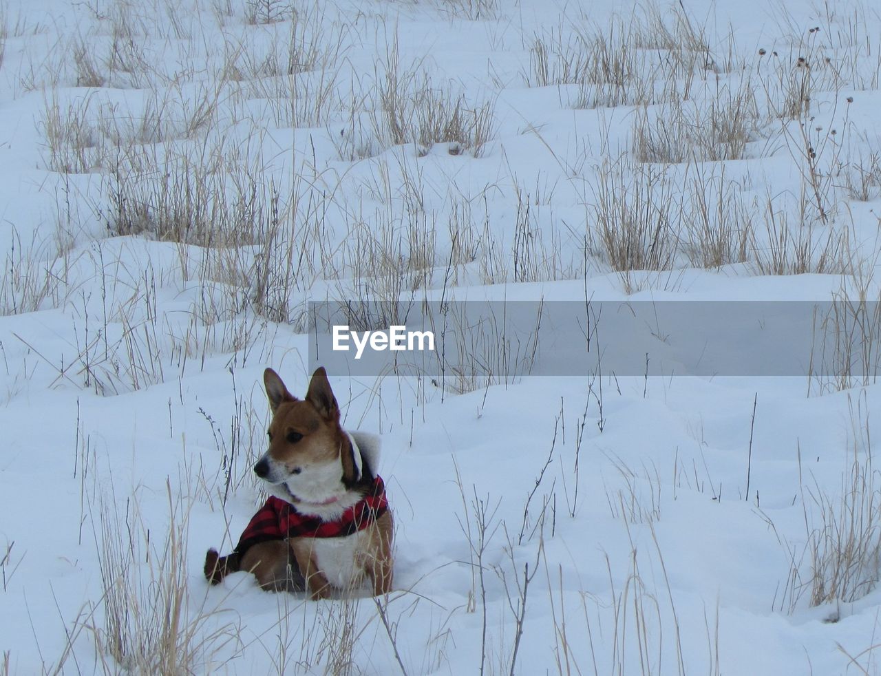 Dog on snow covered field