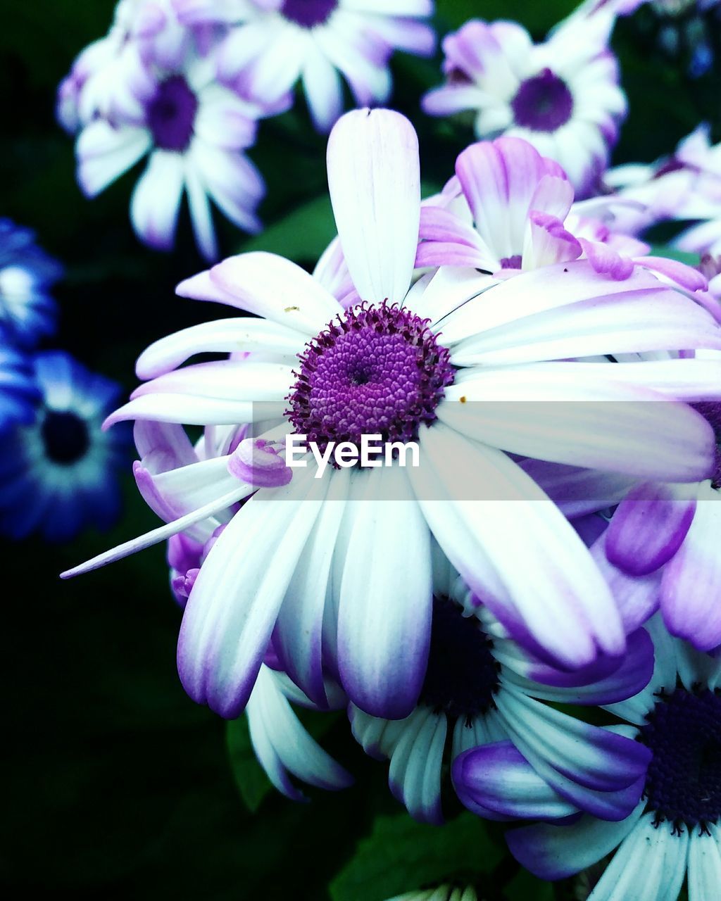 CLOSE-UP OF BLUE FLOWERS BLOOMING OUTDOORS