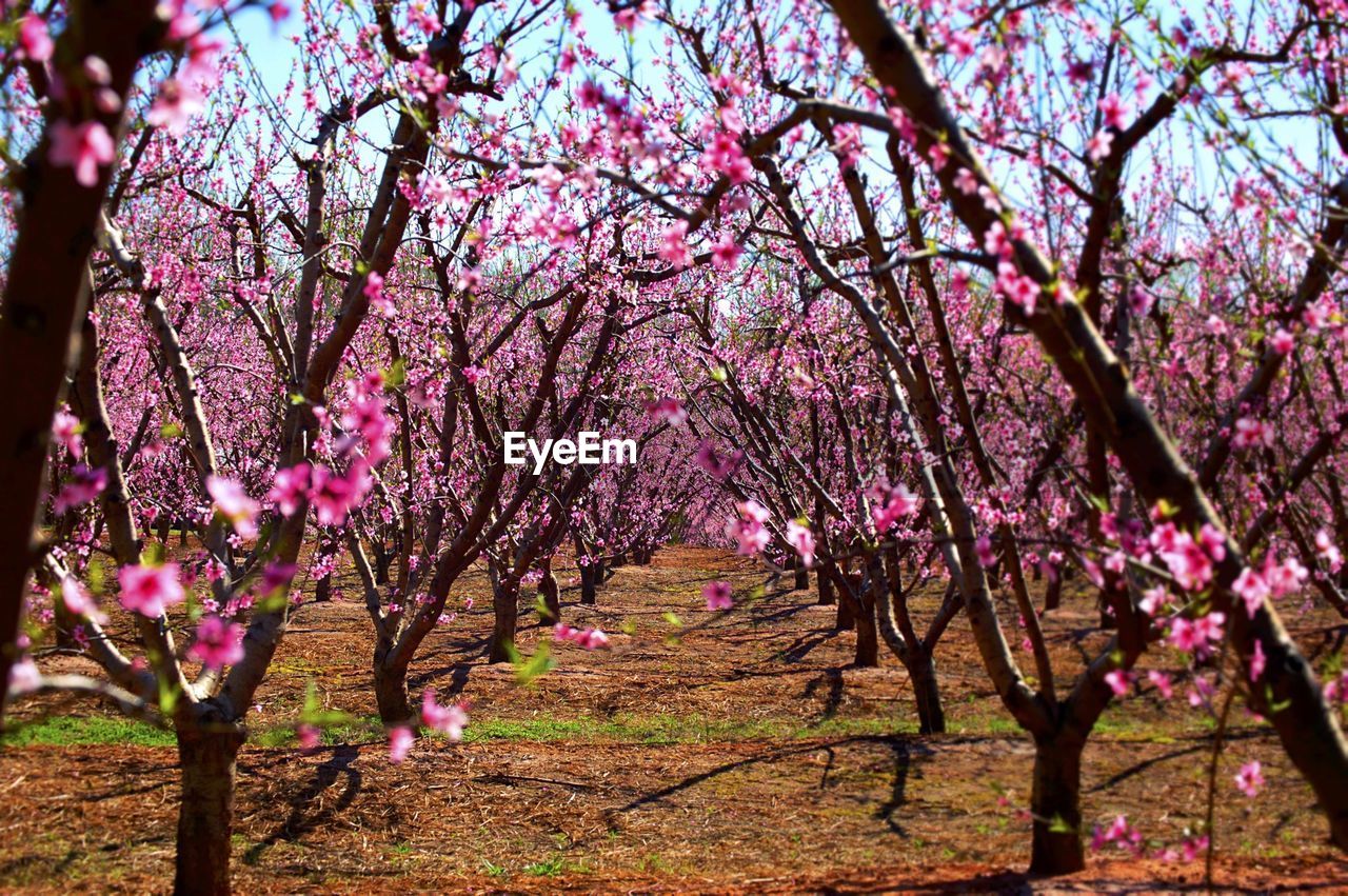 Flower trees on landscape