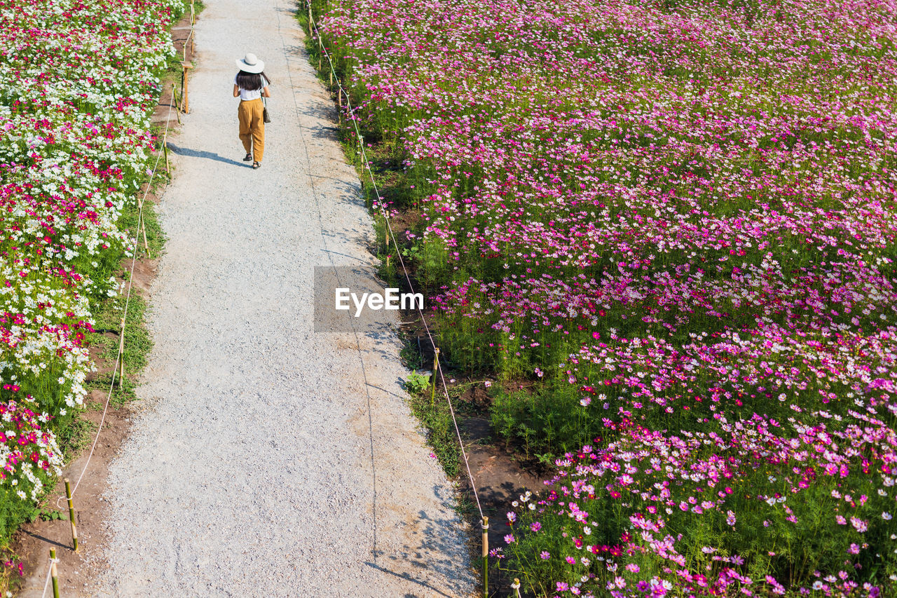 HIGH ANGLE VIEW OF PERSON WALKING ON FOOTPATH AMIDST PLANTS