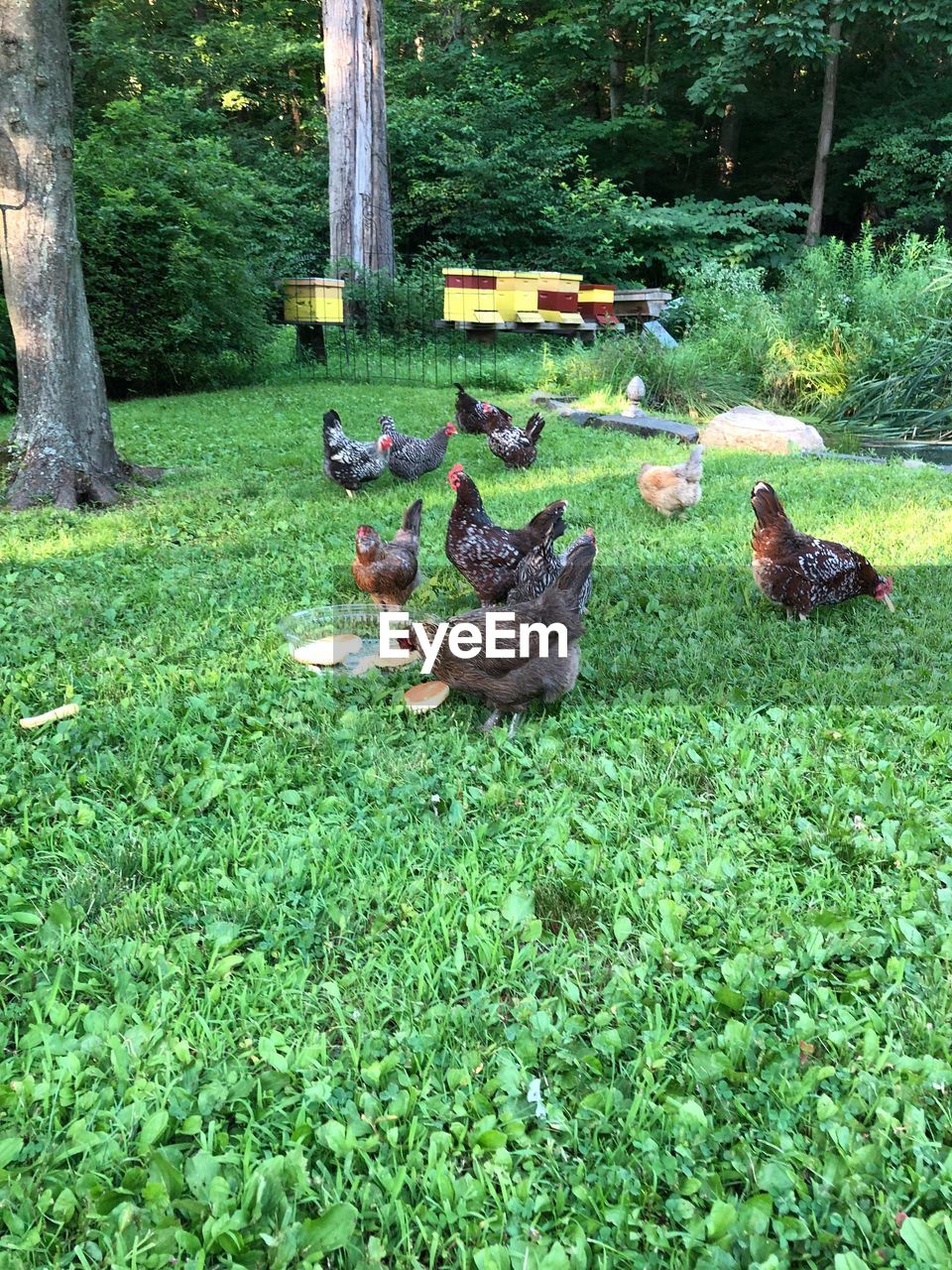 BIRDS ON A FIELD