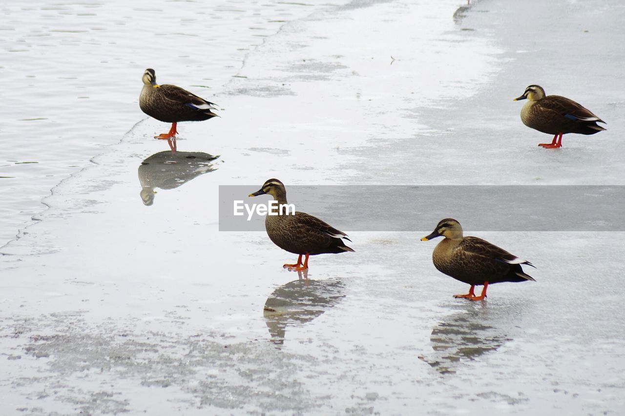 BIRDS PERCHING ON SNOW