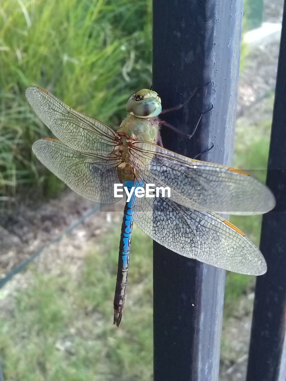 CLOSE-UP OF DRAGONFLY ON WOODEN POST IN PARK