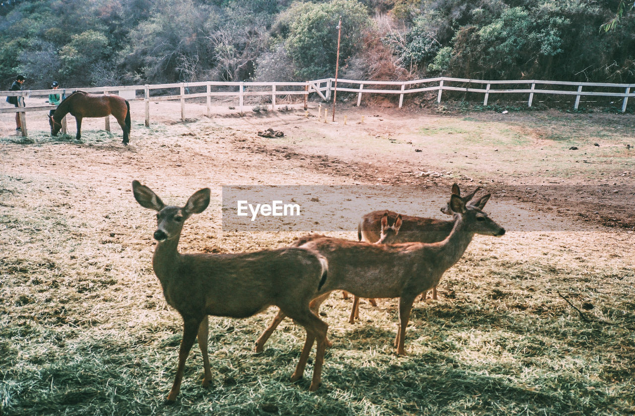 Deer on landscape