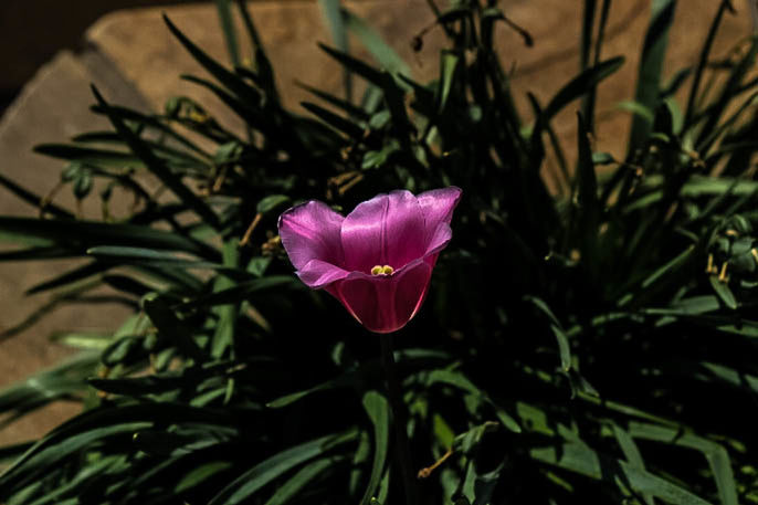 CLOSE-UP OF PINK FLOWERS BLOOMING