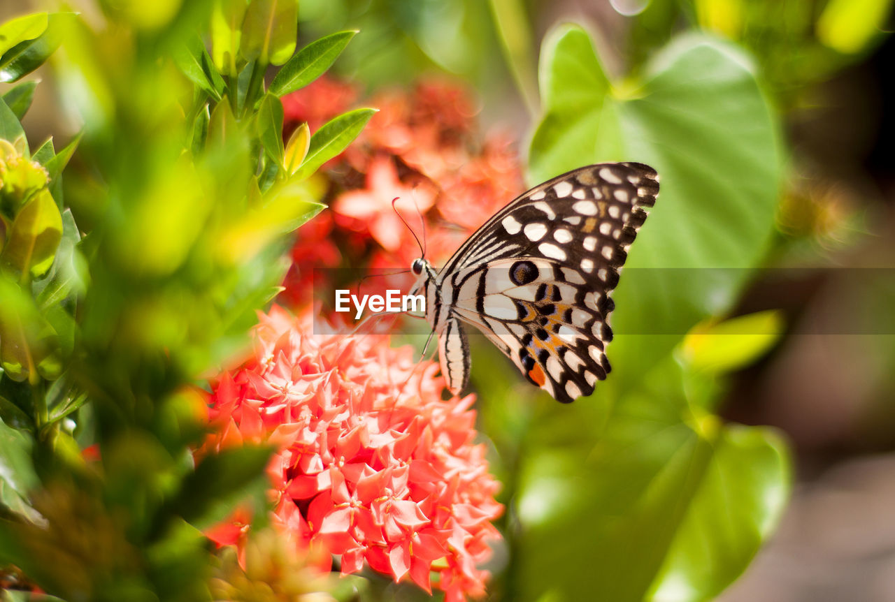 Close-up of butterfly on leaf