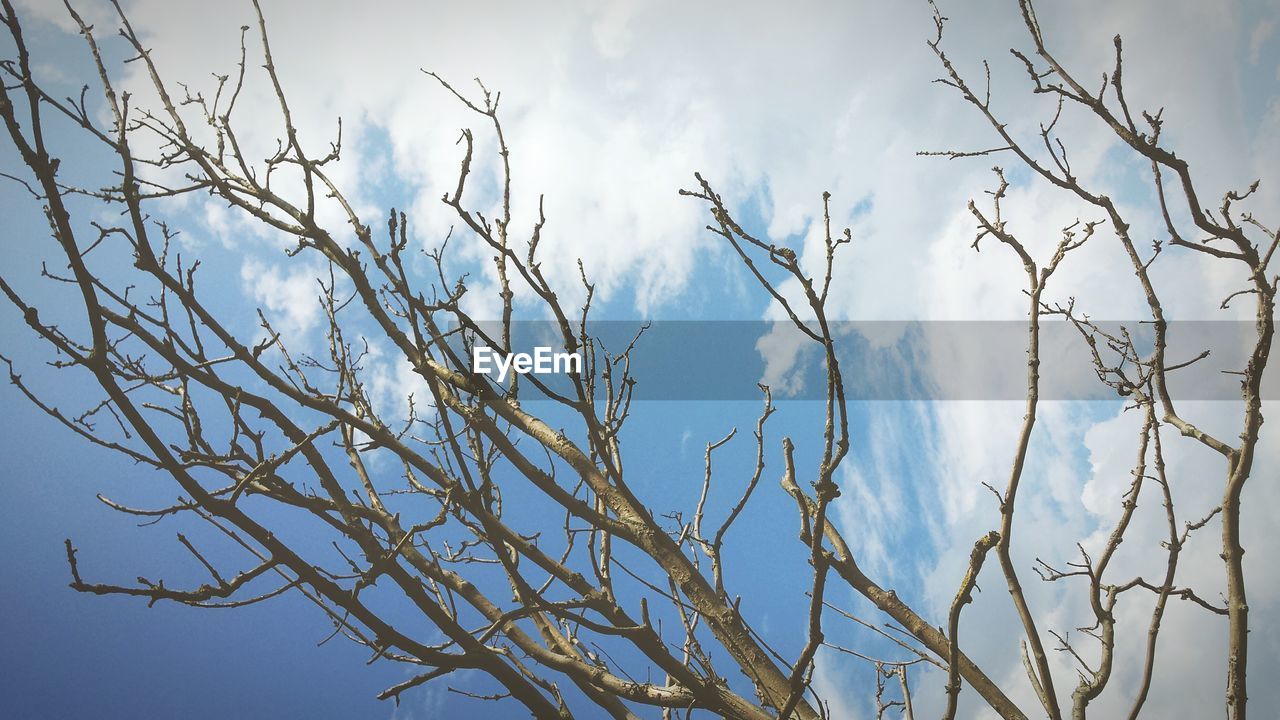 Branch against sky