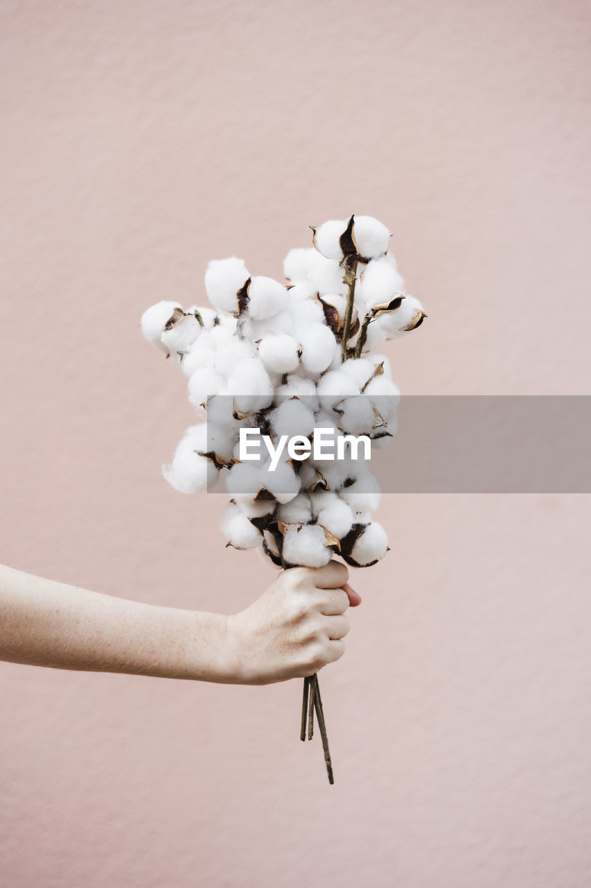 Woman holding bunch of cotton plant in front of pink wall
