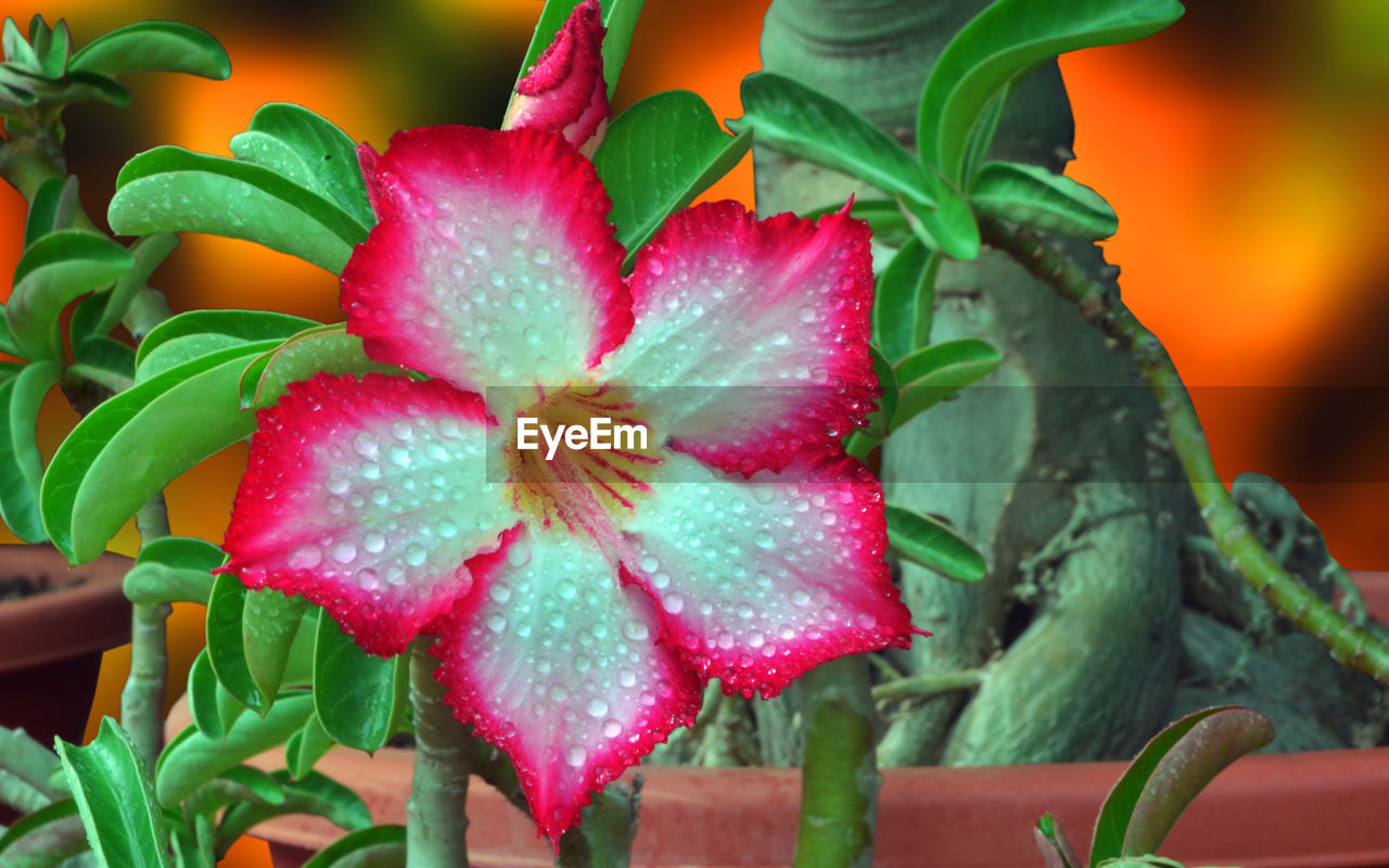 CLOSE-UP OF PINK ROSE FLOWER