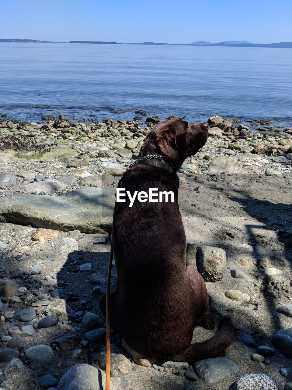 VIEW OF DOG ON ROCK