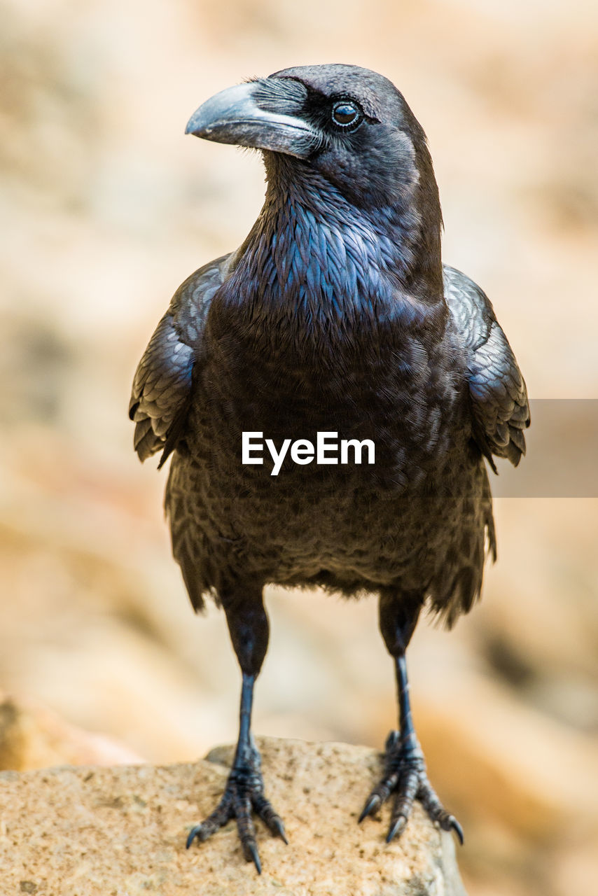 Close-up of bird perching outdoors