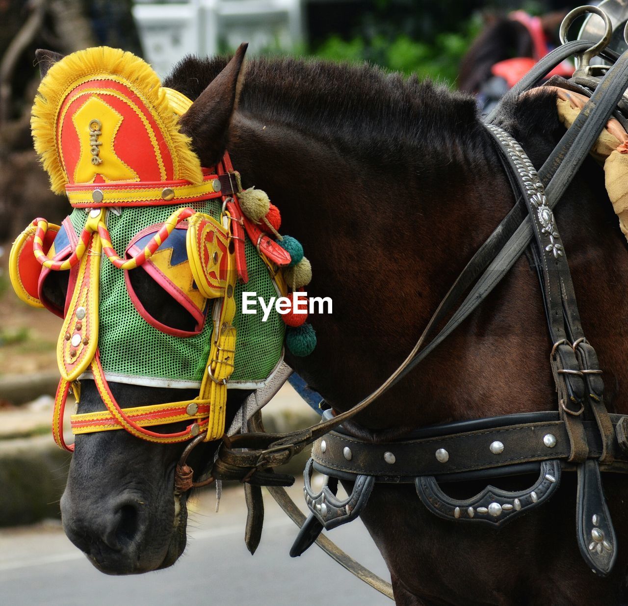 Close-up of horse in blinders