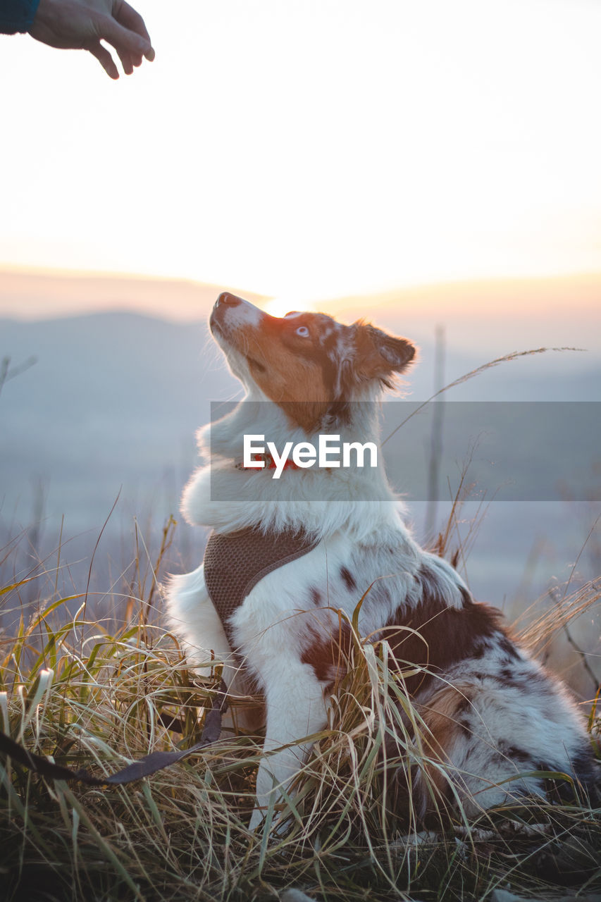 Master feeds her four-legged australian shepherd puppy sitting on a tree stump