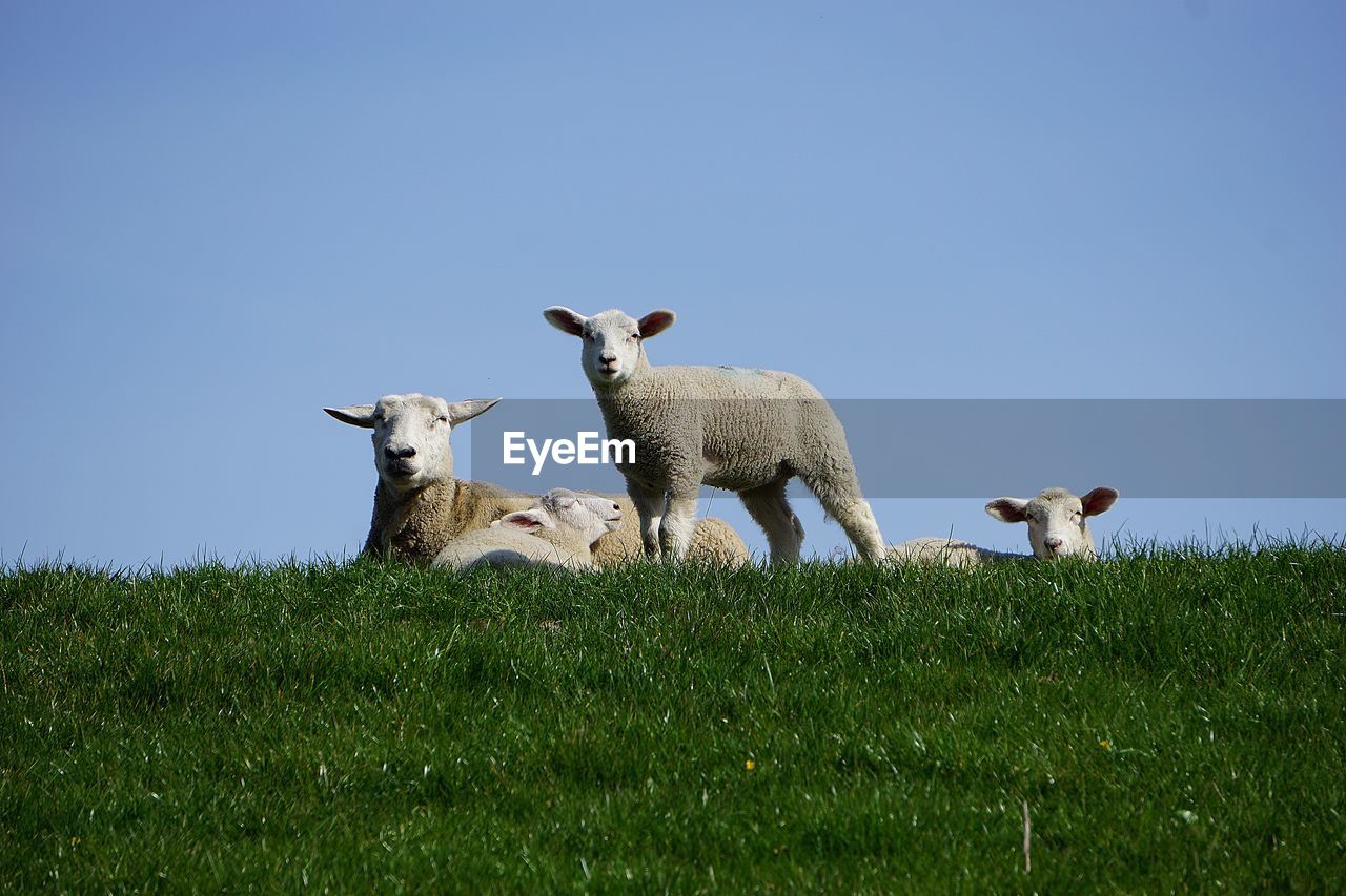 Sheep in a field