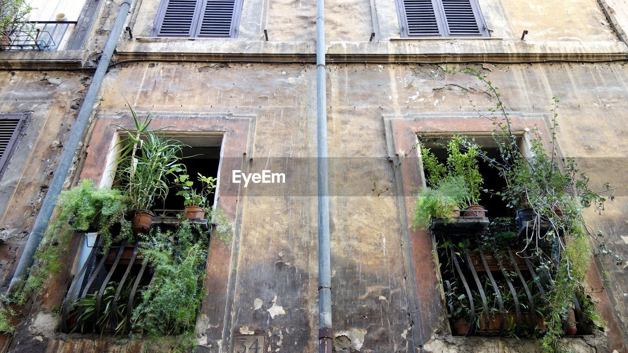 PLANTS GROWING IN WINDOW