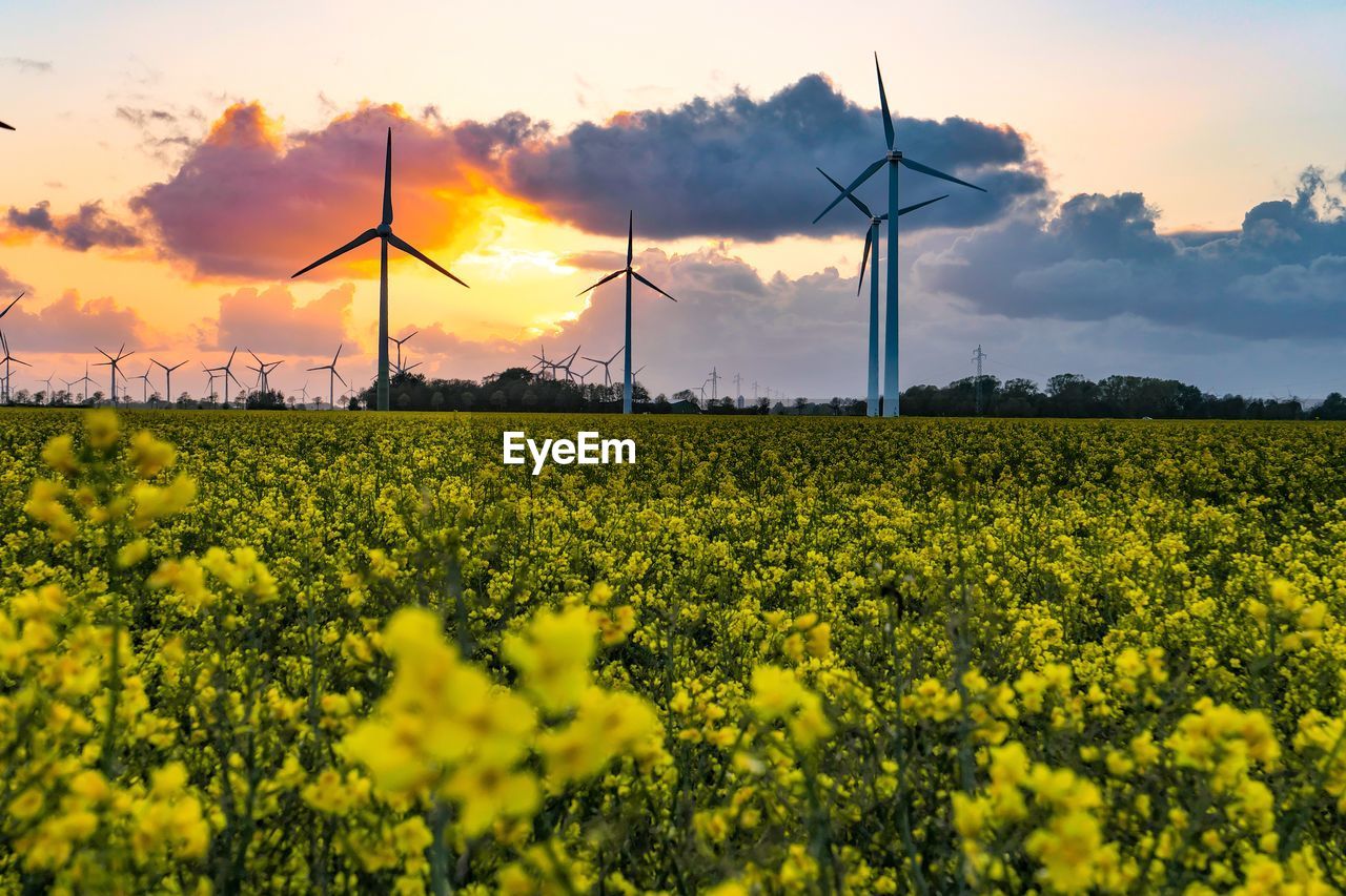 Yellow flowers on field against sky during sunset